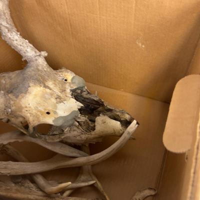 Bones and Antlers - WOW!! 