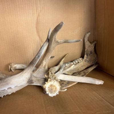Bones and Antlers - WOW!! 