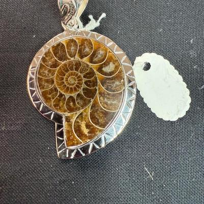 Ammonite Shell