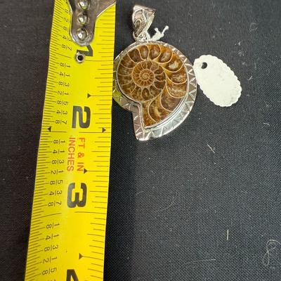Ammonite Shell