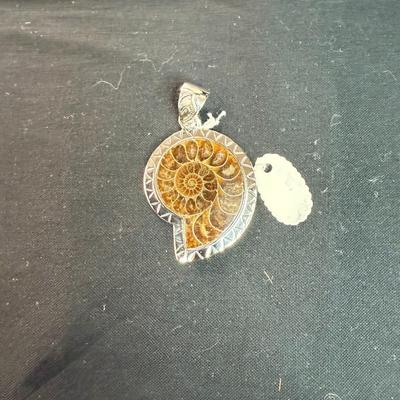Ammonite Shell