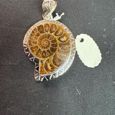 Ammonite Shell