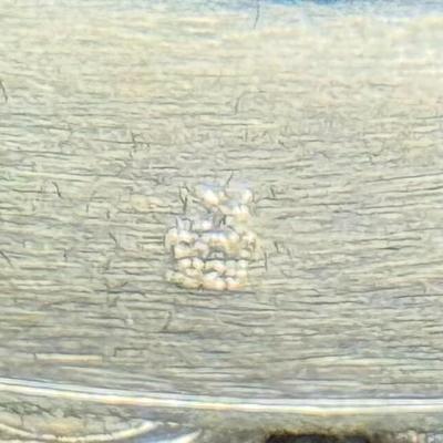 J. KING BLUE SAPPRIRE APPRAISED