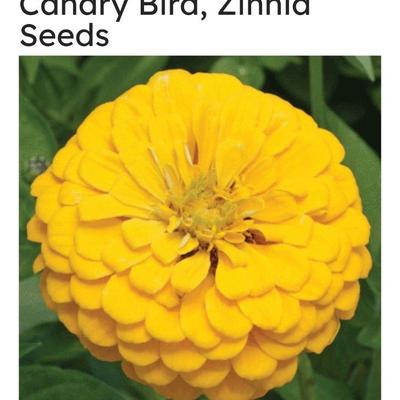 Zinnia seeds $3 