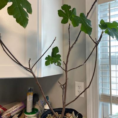 Fig plant miscellaneous items such as caulking and gloves