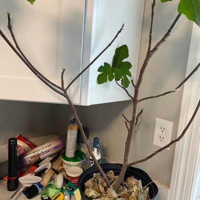 Fig plant miscellaneous items such as caulking and gloves