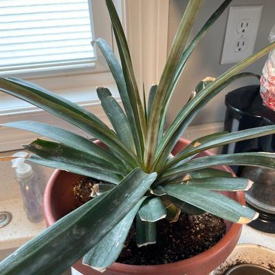 Plant plus containers