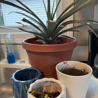 Plant plus containers