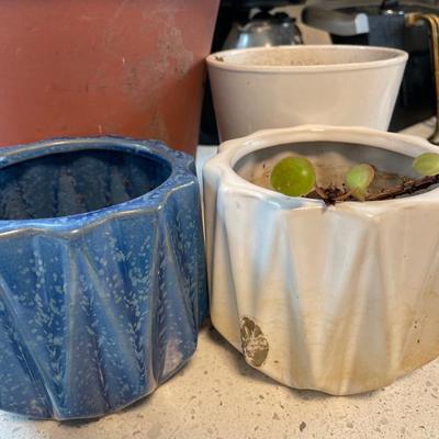 Plant plus containers