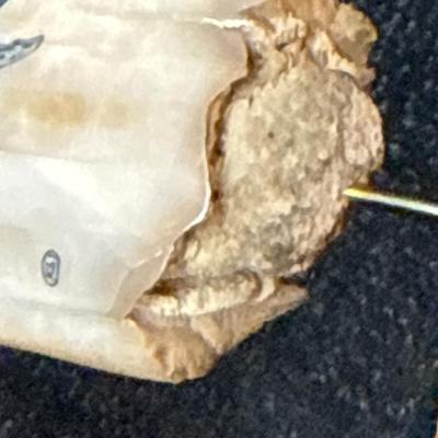 E9-Whale Image on Whale Bone (Scrimshaw)