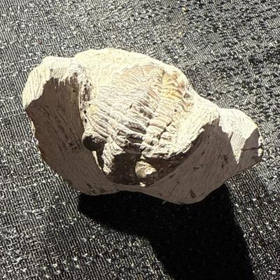 E25-Fossil within Stone