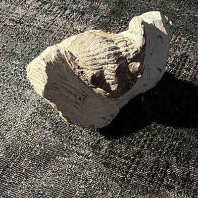 E25-Fossil within Stone