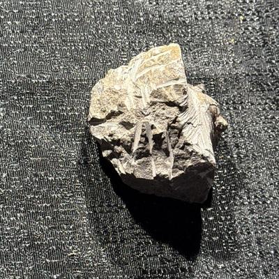 E25-Fossil within Stone