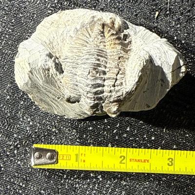 E25-Fossil within Stone