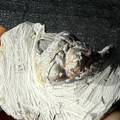 E25-Fossil within Stone
