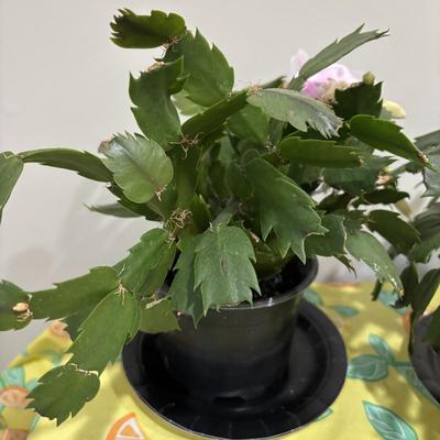 LOT 89: Two (2) Live Christmas Cactus House Plants