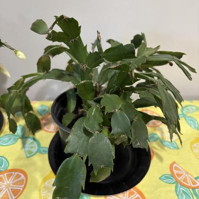 LOT 89: Two (2) Live Christmas Cactus House Plants