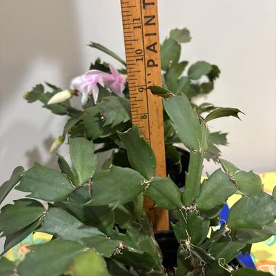LOT 89: Two (2) Live Christmas Cactus House Plants