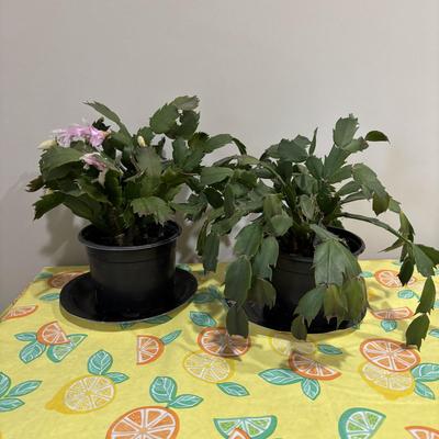 LOT 89: Two (2) Live Christmas Cactus House Plants