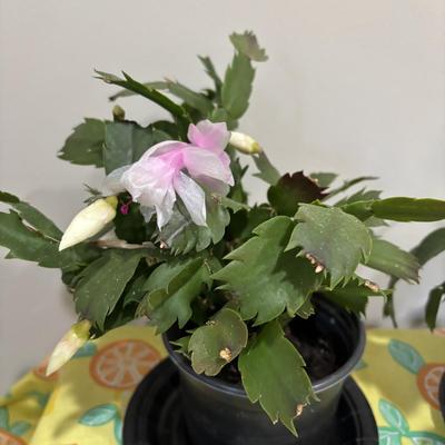 LOT 89: Two (2) Live Christmas Cactus House Plants
