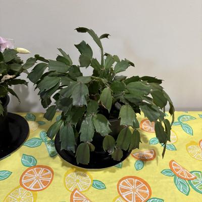 LOT 89: Two (2) Live Christmas Cactus House Plants