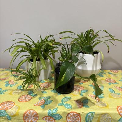 LOT 90: Assortment of Three (3) Live House Plants In Planters