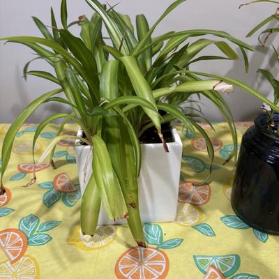 LOT 90: Assortment of Three (3) Live House Plants In Planters
