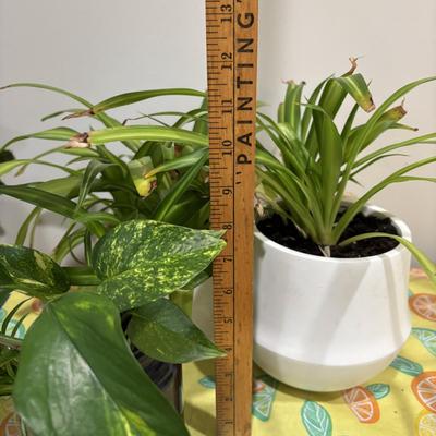 LOT 90: Assortment of Three (3) Live House Plants In Planters