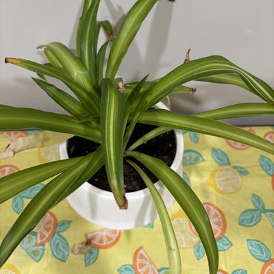 LOT 90: Assortment of Three (3) Live House Plants In Planters
