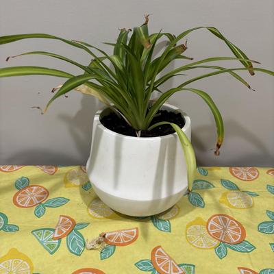 LOT 90: Assortment of Three (3) Live House Plants In Planters