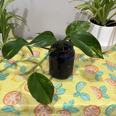 LOT 90: Assortment of Three (3) Live House Plants In Planters