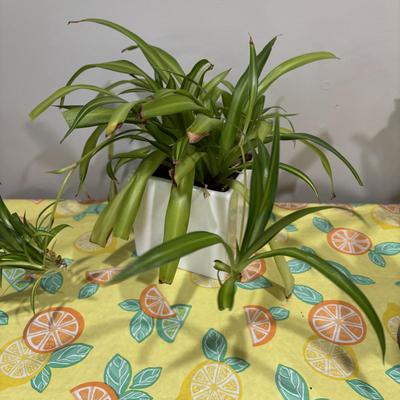 LOT 90: Assortment of Three (3) Live House Plants In Planters