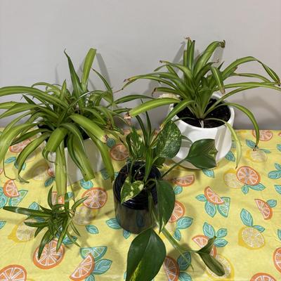 LOT 90: Assortment of Three (3) Live House Plants In Planters