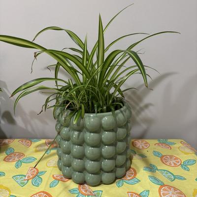 LOT 91: Live House Plants one with Ceramic Planter