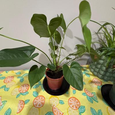 LOT 91: Live House Plants one with Ceramic Planter