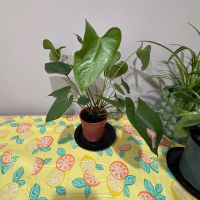 LOT 91: Live House Plants one with Ceramic Planter