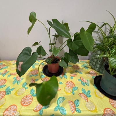 LOT 91: Live House Plants one with Ceramic Planter