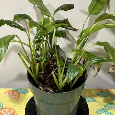 LOT 91: Live House Plants one with Ceramic Planter