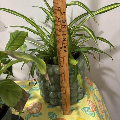 LOT 91: Live House Plants one with Ceramic Planter