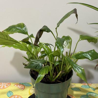 LOT 91: Live House Plants one with Ceramic Planter