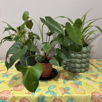 LOT 91: Live House Plants one with Ceramic Planter
