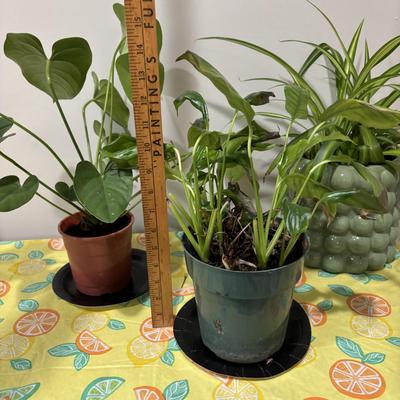 LOT 91: Live House Plants one with Ceramic Planter