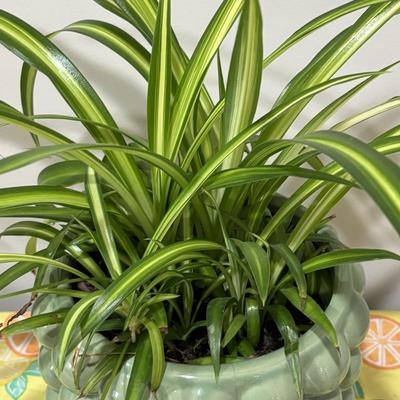 LOT 91: Live House Plants one with Ceramic Planter