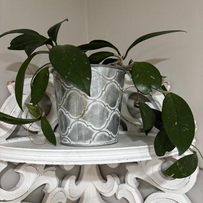 LOT 107: White Wall Mounted Three (3) Tier Corner Shelf with Plant and Terrarium