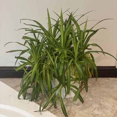 LOT 158: Live Plants: 2-Hanging & 1-Potted