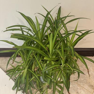 LOT 158: Live Plants: 2-Hanging & 1-Potted