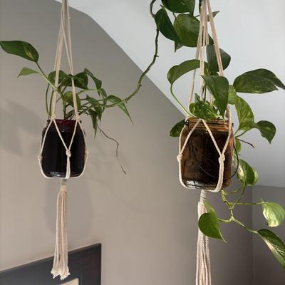 LOT 158: Live Plants: 2-Hanging & 1-Potted