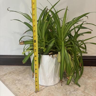 LOT 158: Live Plants: 2-Hanging & 1-Potted