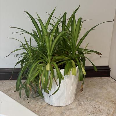 LOT 158: Live Plants: 2-Hanging & 1-Potted