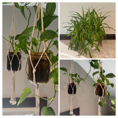 LOT 158: Live Plants: 2-Hanging & 1-Potted